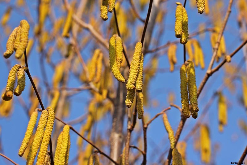 How to Harvest Hazelnuts