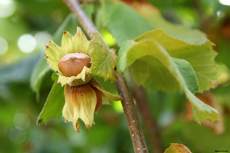 How to Harvest Hazelnuts