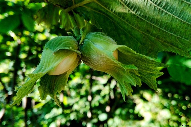 How to Harvest Hazelnuts