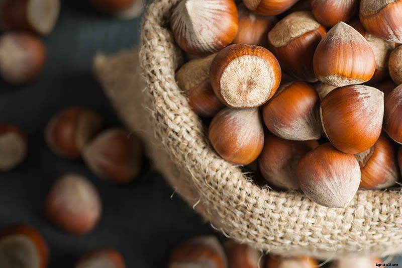 How to Harvest Hazelnuts