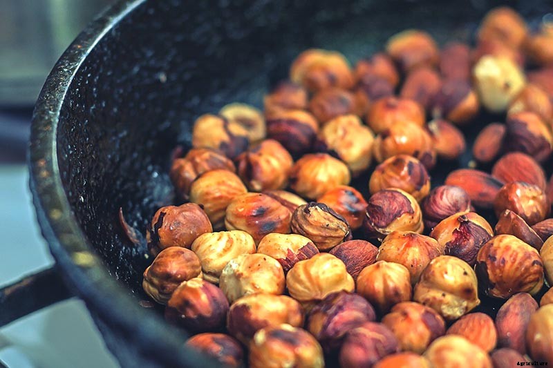 How to Harvest Hazelnuts