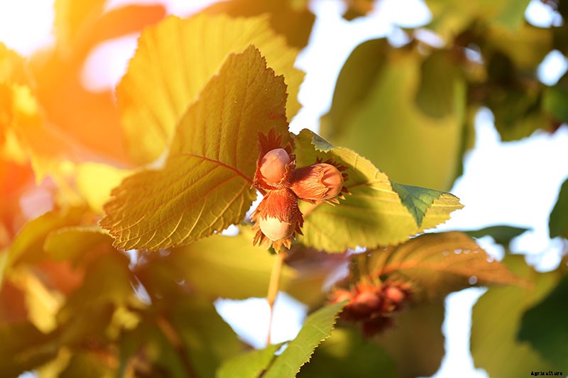 How to Harvest Hazelnuts