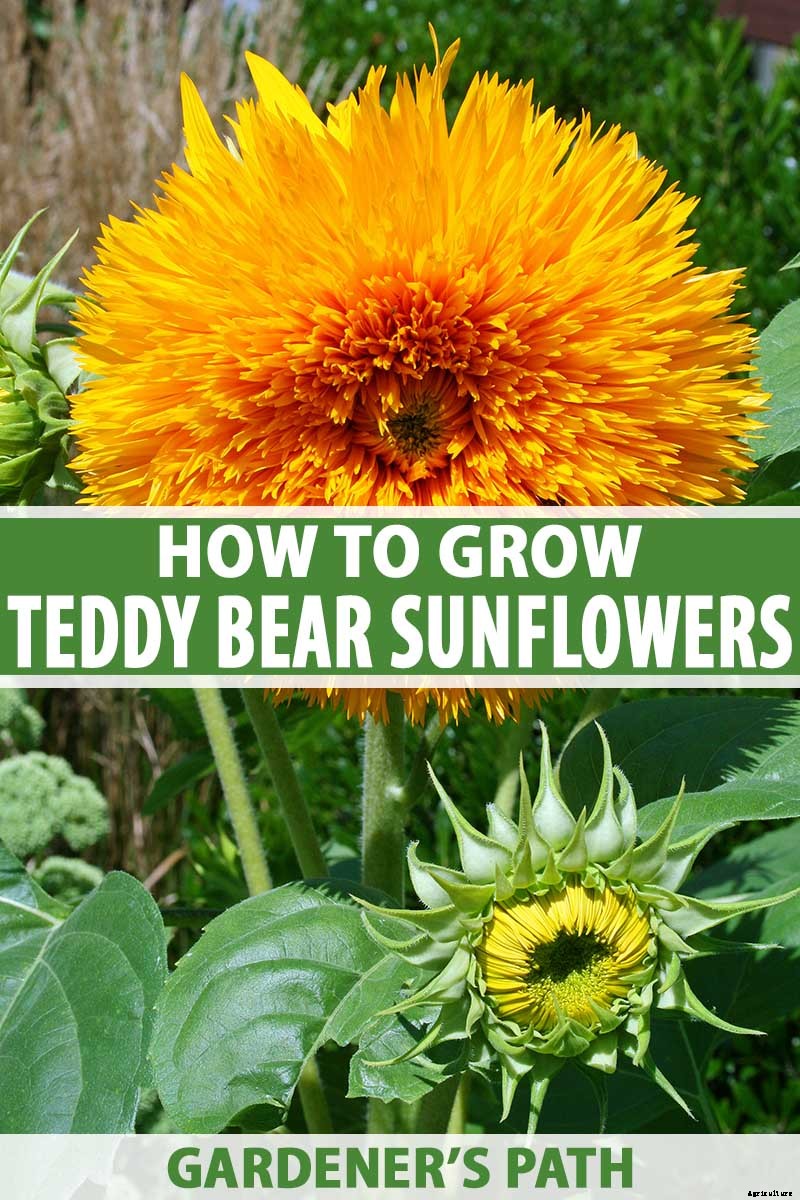 How to Grow Teddy Bear Sunflowers