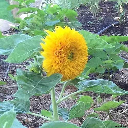 How to Grow Teddy Bear Sunflowers