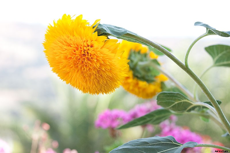 How to Grow Teddy Bear Sunflowers