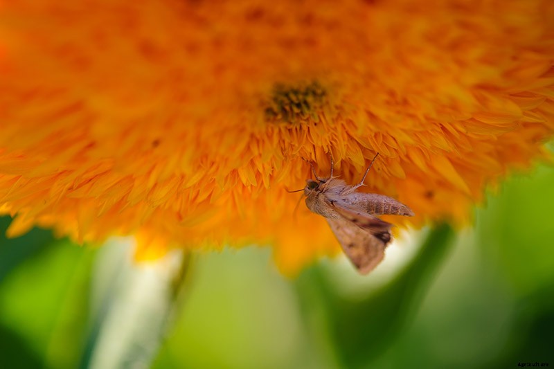 How to Grow Teddy Bear Sunflowers