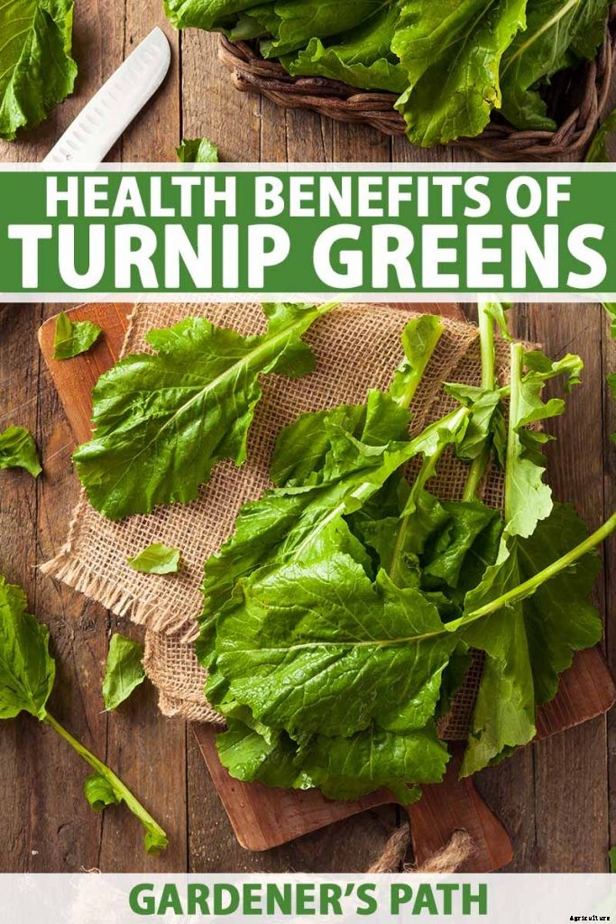 Health Benefits of Turnip Greens