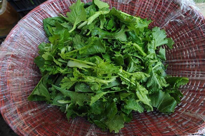 Health Benefits of Turnip Greens
