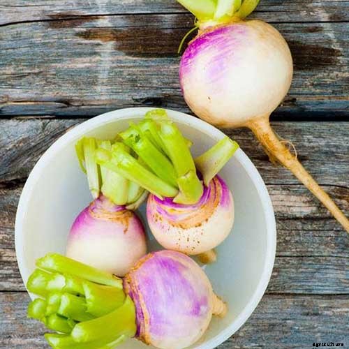 Health Benefits of Turnip Greens