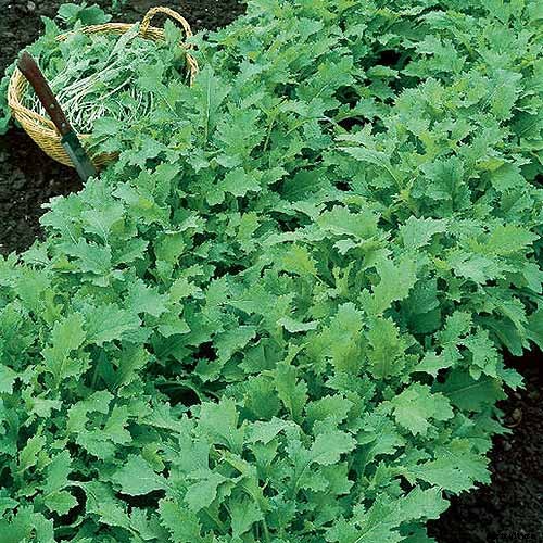 Health Benefits of Turnip Greens