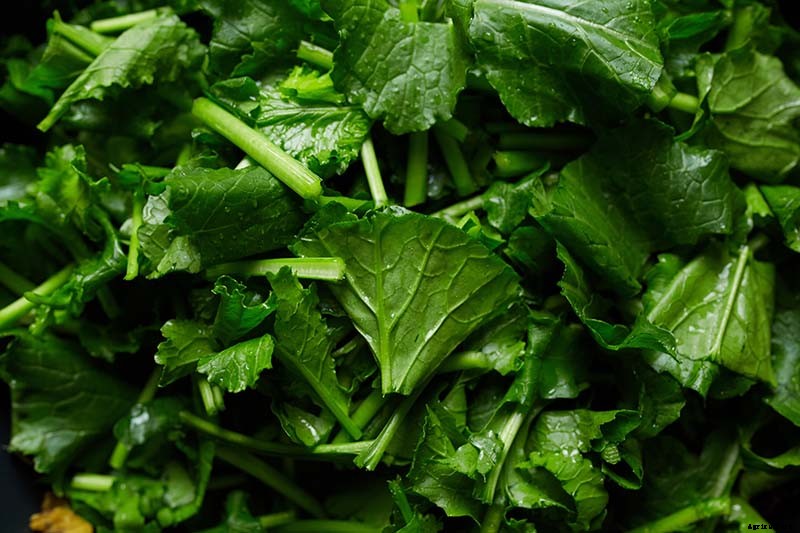Health Benefits of Turnip Greens