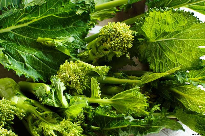 Health Benefits of Turnip Greens