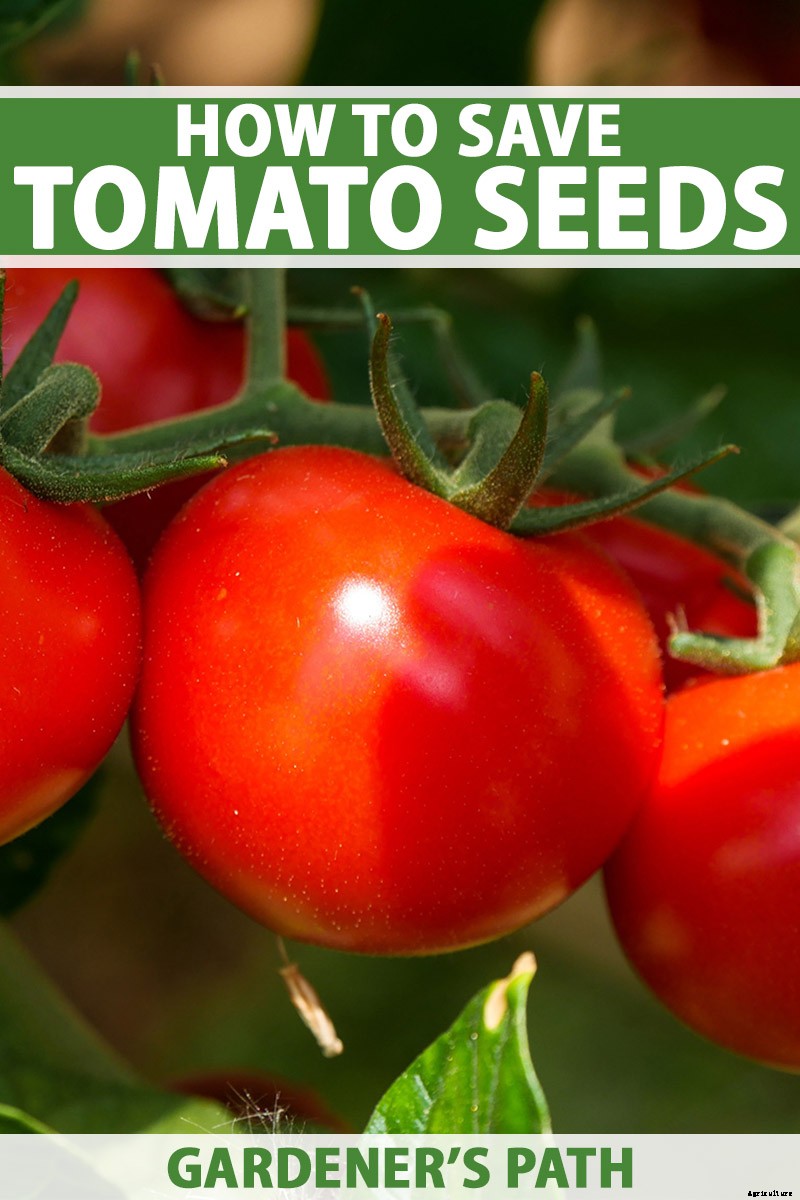 How to Save Tomato Seeds for Planting