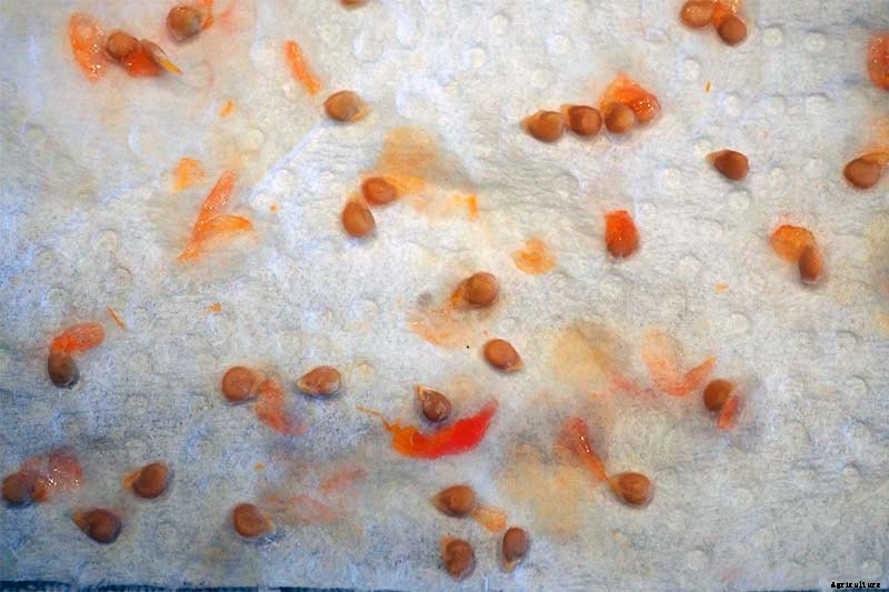 How to Save Tomato Seeds for Planting