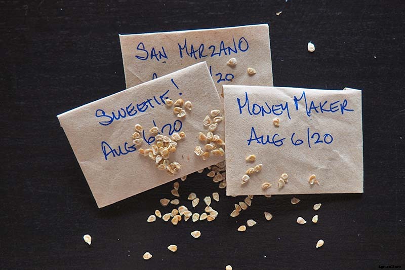 How to Save Tomato Seeds for Planting