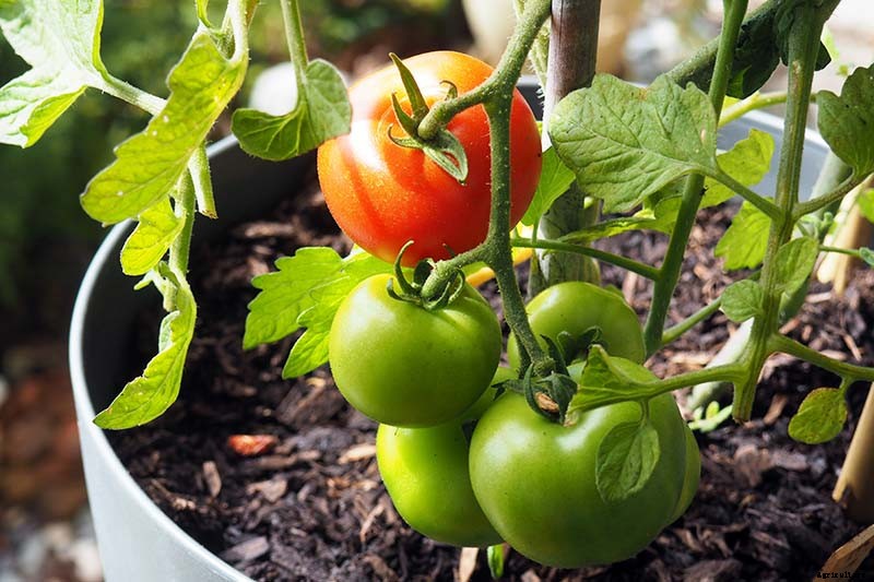 How to Save Tomato Seeds for Planting