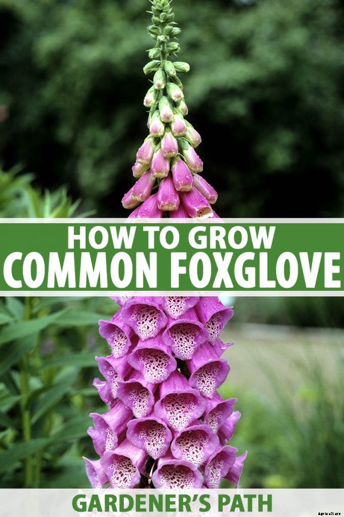 How to Grow and Care for Common Foxglove