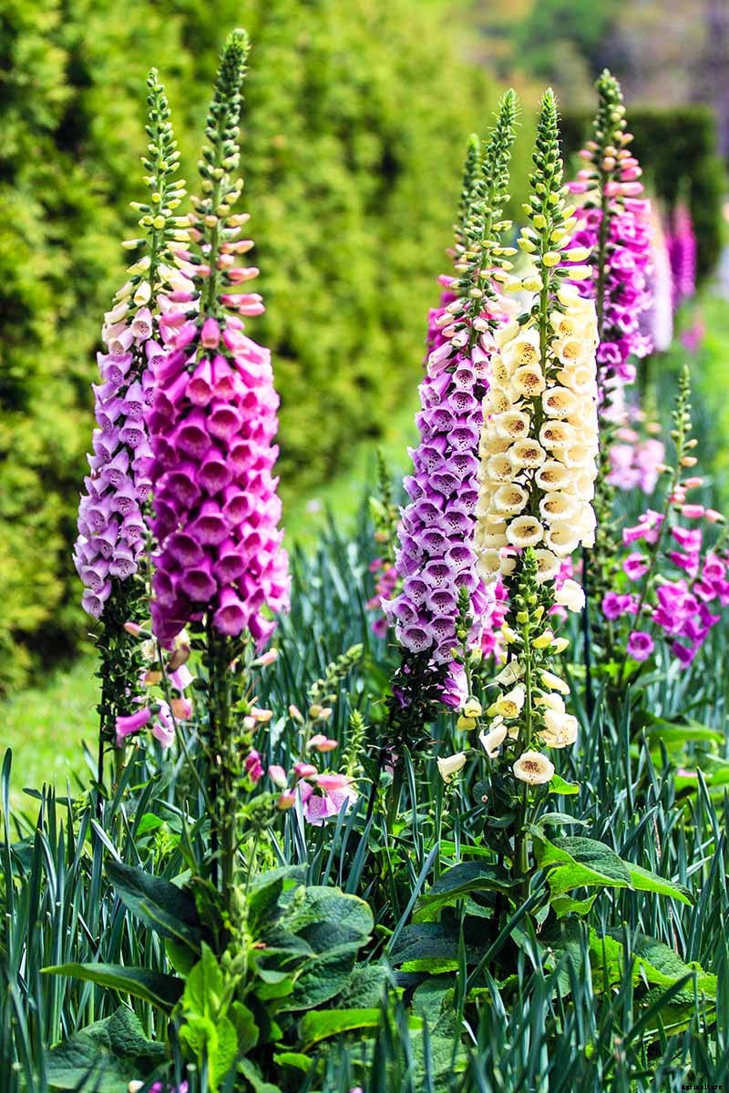 How to Grow and Care for Common Foxglove