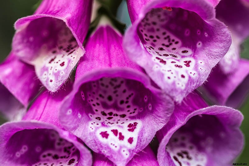 How to Grow and Care for Common Foxglove