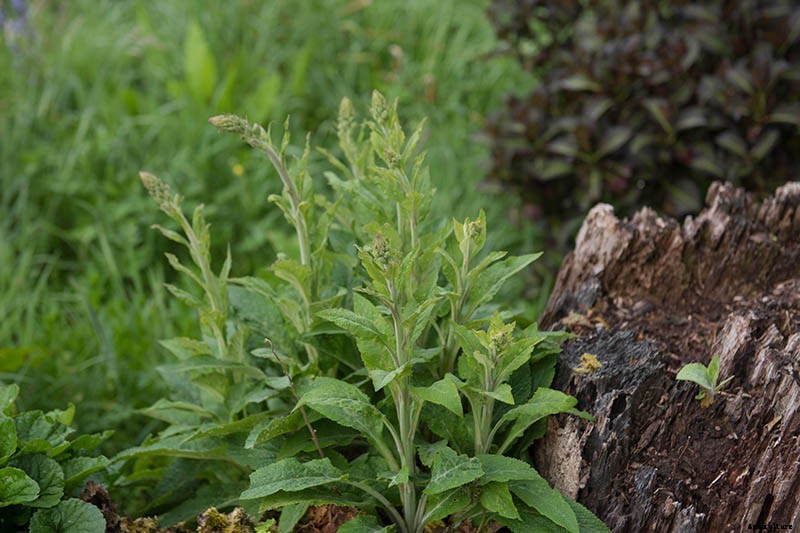 How to Grow and Care for Common Foxglove