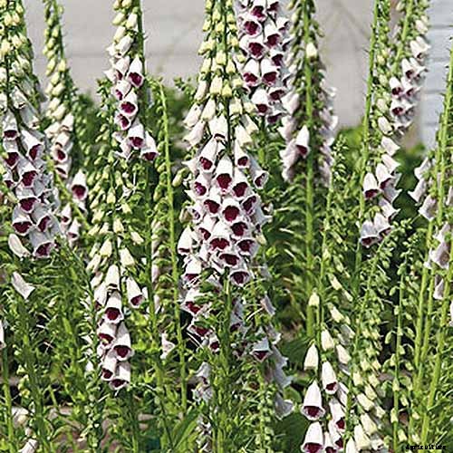 How to Grow and Care for Common Foxglove
