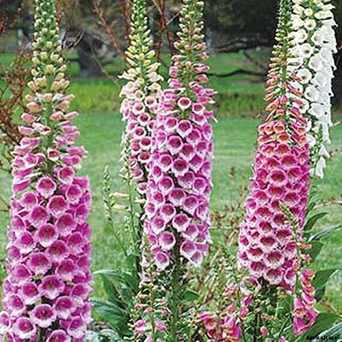 How to Grow and Care for Common Foxglove