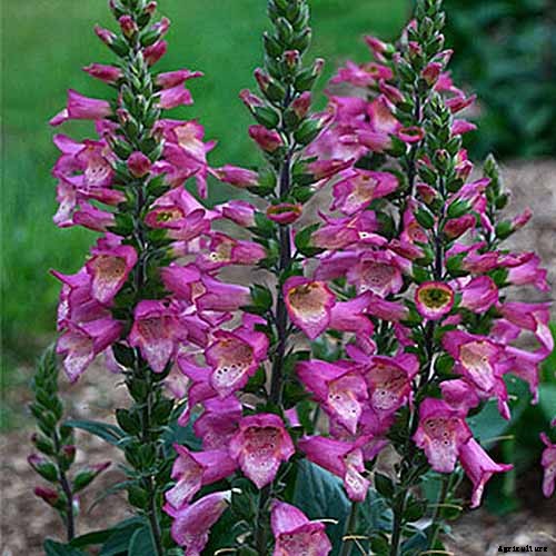 How to Grow and Care for Common Foxglove