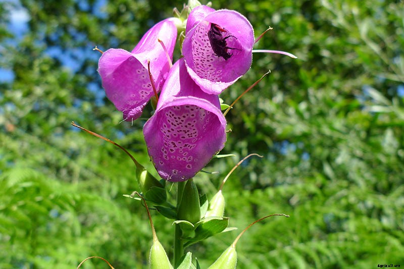 How to Grow and Care for Common Foxglove