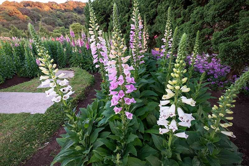 How to Grow and Care for Common Foxglove