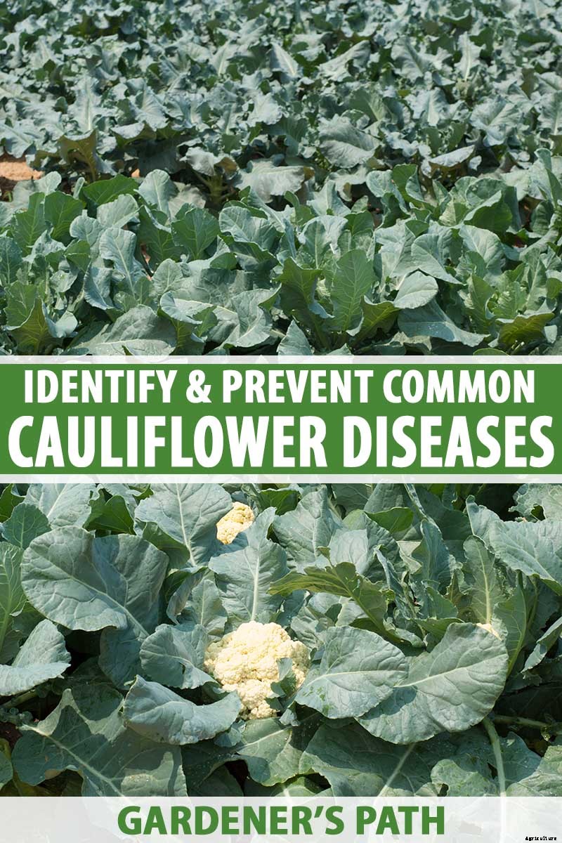 How to Identify, Prevent, and Control Common Cauliflower Diseases