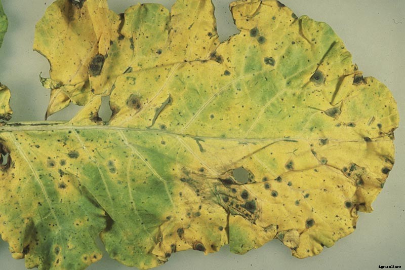 How to Identify, Prevent, and Control Common Cauliflower Diseases