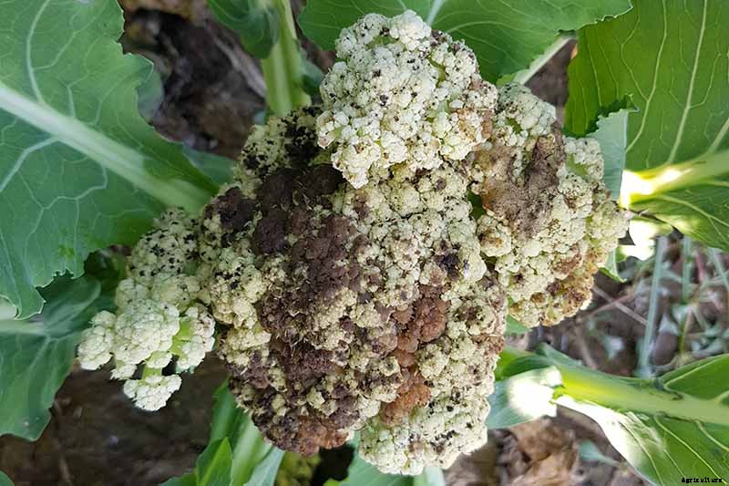 How to Identify, Prevent, and Control Common Cauliflower Diseases