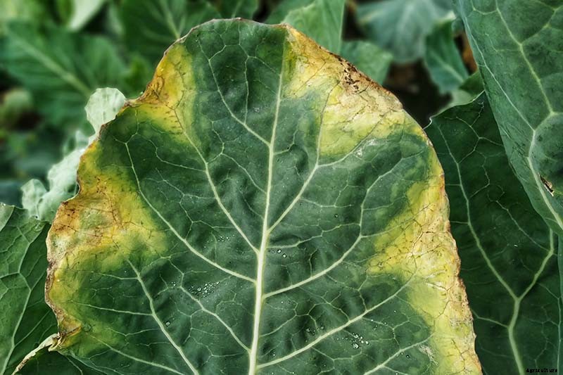 How to Identify, Prevent, and Control Common Cauliflower Diseases