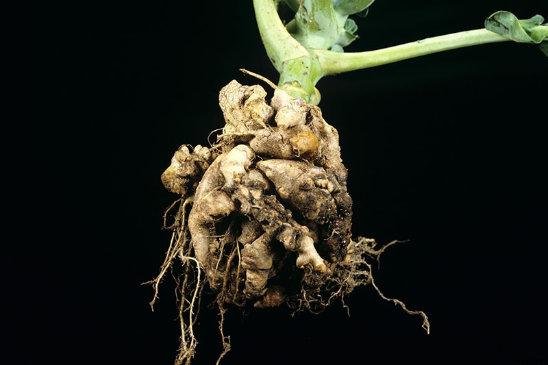 How to Identify, Prevent, and Control Common Cauliflower Diseases