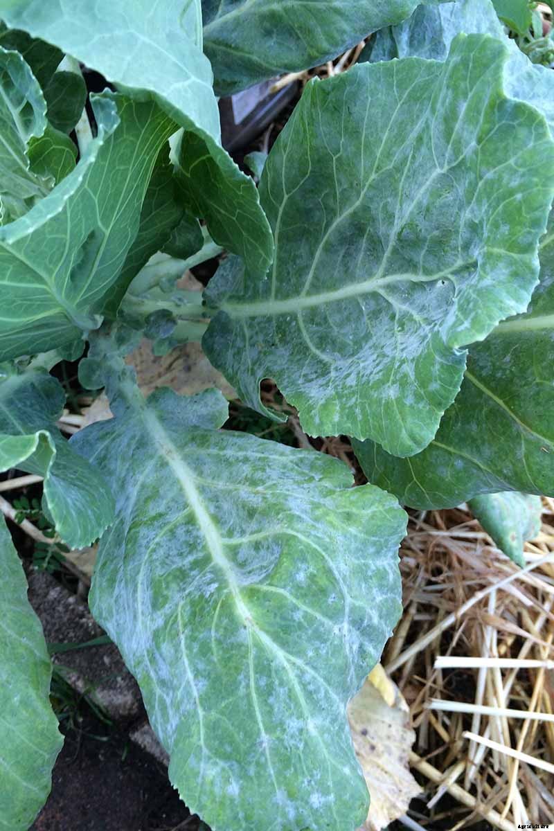 How to Identify, Prevent, and Control Common Cauliflower Diseases