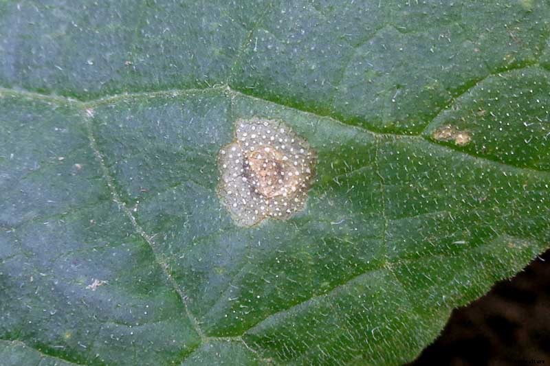 How to Identify, Prevent, and Control Common Cauliflower Diseases