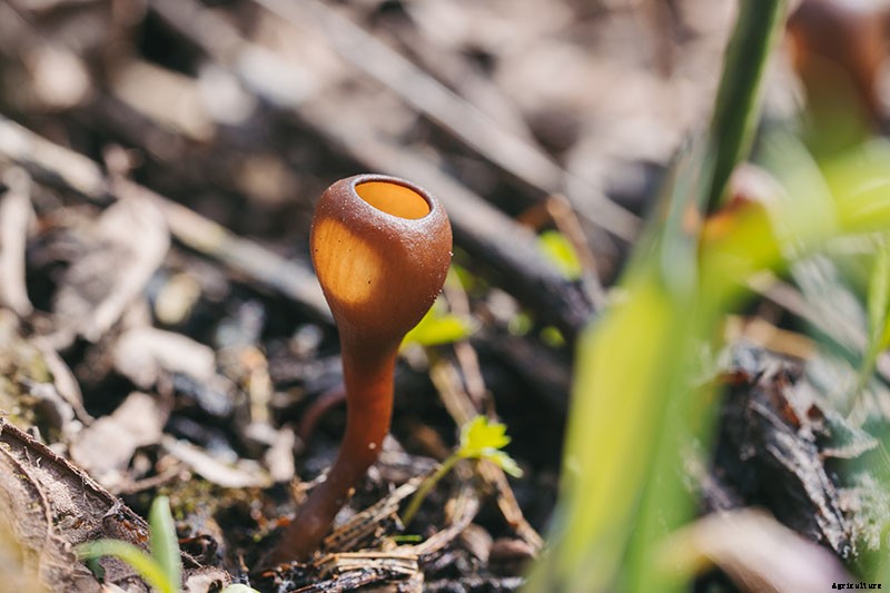 How to Identify, Prevent, and Control Common Cauliflower Diseases