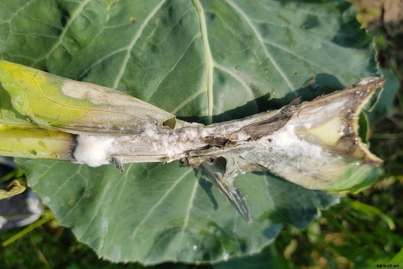 How to Identify, Prevent, and Control Common Cauliflower Diseases