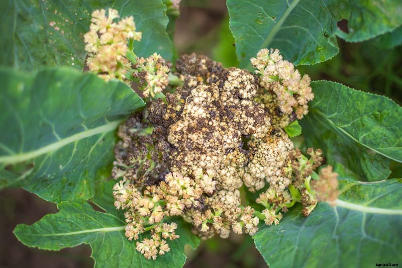 How to Identify, Prevent, and Control Common Cauliflower Diseases