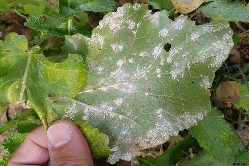 How to Identify, Prevent, and Control Common Cauliflower Diseases