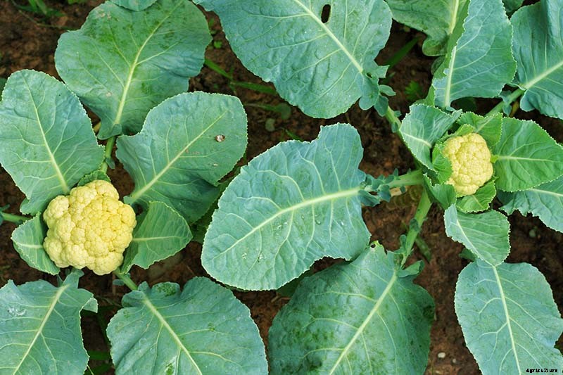 How to Identify, Prevent, and Control Common Cauliflower Diseases