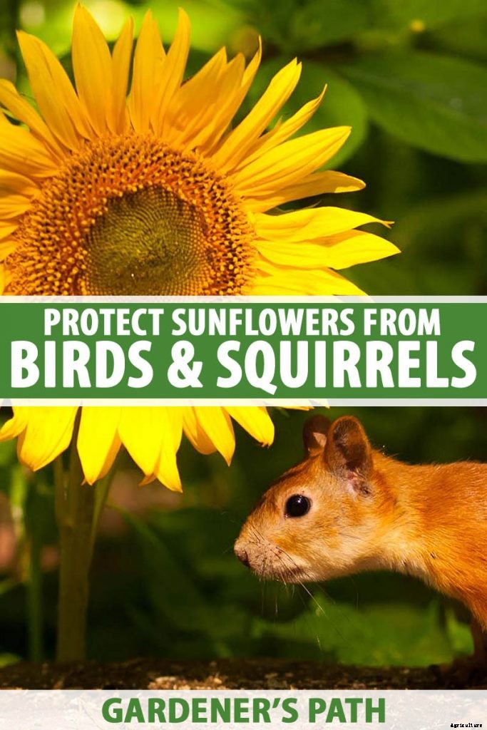 How to Protect Sunflowers from Birds and Squirrels