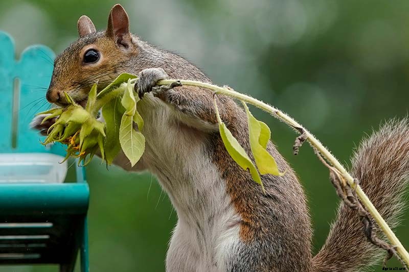 How to Protect Sunflowers from Birds and Squirrels