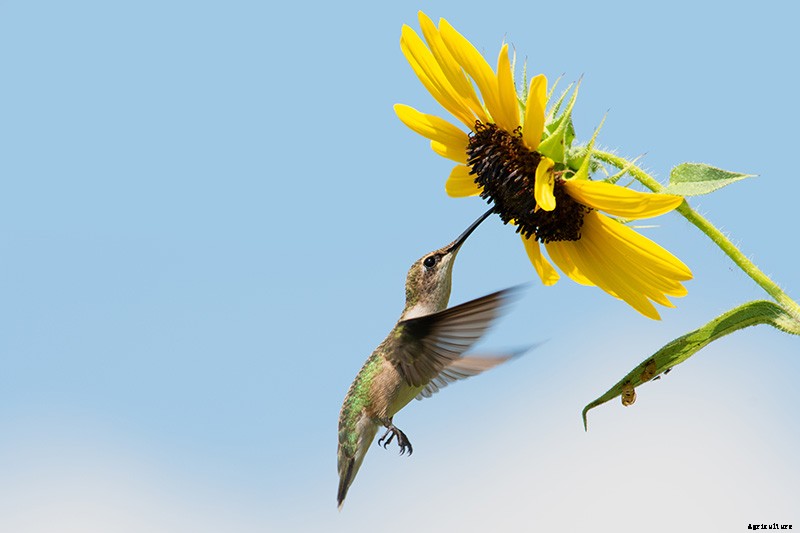 How to Protect Sunflowers from Birds and Squirrels