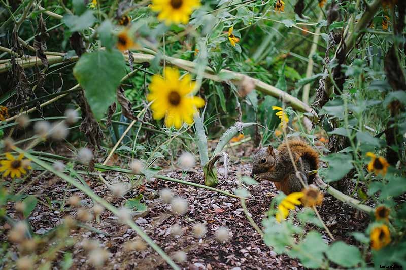 How to Protect Sunflowers from Birds and Squirrels