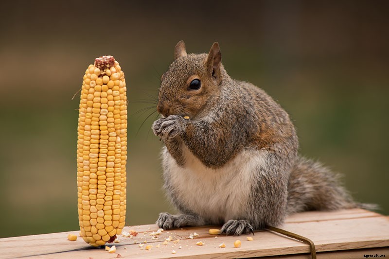 How to Protect Sunflowers from Birds and Squirrels