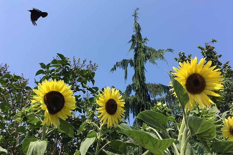 How to Protect Sunflowers from Birds and Squirrels