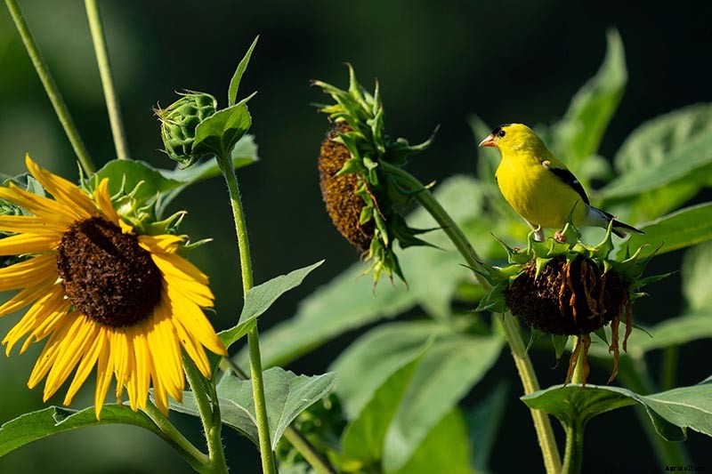 How to Protect Sunflowers from Birds and Squirrels
