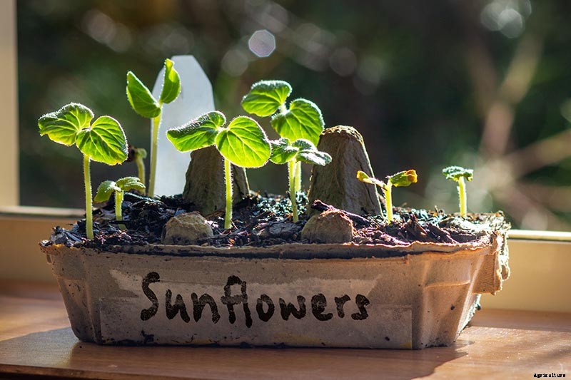 How to Protect Sunflowers from Birds and Squirrels