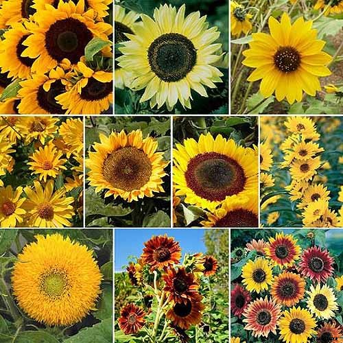 How to Protect Sunflowers from Birds and Squirrels
